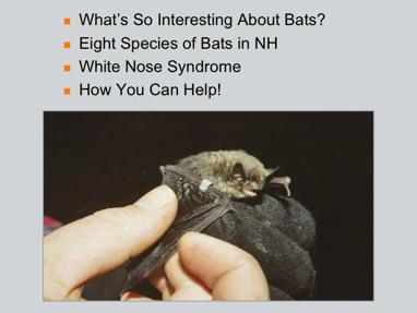 Why am I here to speak about bats, or perhaps why did you come to listen? Because bats are really interesting!