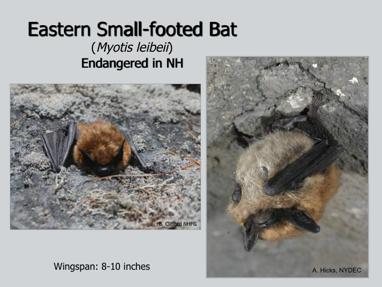 Eastern small-footed bats are endangered in New Hampshire, as well as in several other states. In the summer, they roost in crevices in rocky slopes, cliffs and even the loose rocky slopes on dams.