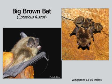 Big brown bats are one of the two species humans encounter the most, because they roost in buildings in summer and in winter.