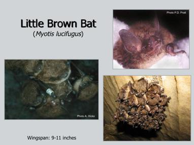 Little brown bats also live in houses and barns in the summer, preferring buildings close to open water so they can forage on mosquitoes and other aquatic insects.