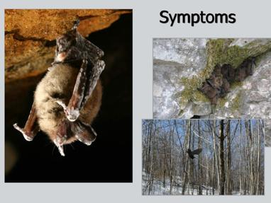 White-nose syndrome affects bats primarily in the winter when they are hibernating in caves and mines.