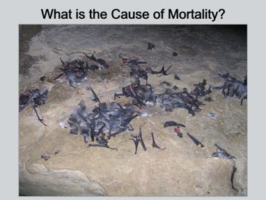 What causes bats to die? This photo is of dead bats on the floor of Aeolus Cave in Vermont.