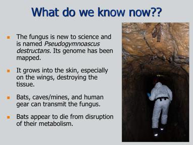 So what do we know now about white-nose syndrome?