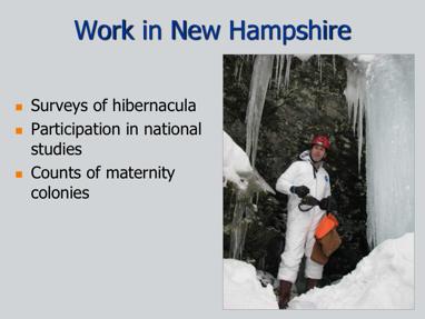 Luckily, Fish and Game has been surveying nine hibernacula in NH for several years. This is done by bat researchers, Dr. Jacques Veilleux and Dr.