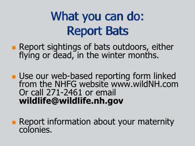 To track the progress of WNS, or even to find new hibernacula, NH Fish and Game depends on citizens to report flying or dead bats in winter. In March of 2010, back country skiers on Mt.