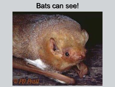Bat s eyes are small but they can see.