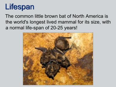Bats live a long time. Little brown bats, one of our most common, house-dwelling bats, lives for 20-25 years. There are records of them living to over 32 years!