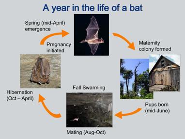 So let s take a look at a year in the life of a bat. They live very interesting lives!