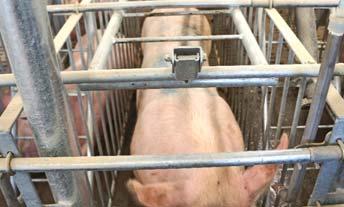changes to their sow housing as the market and consumers
