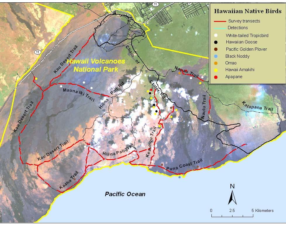 Figure 4. Distribution of native birds detected during line transect surveys, Hawai`i Volcanoes National Park, 14 April - 14 July, 2005.