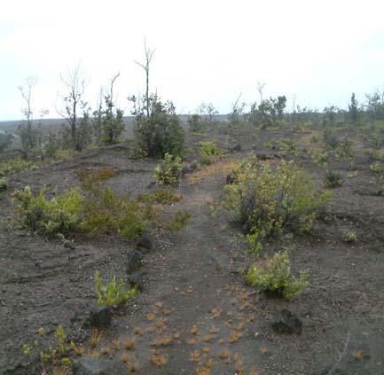 Trail designated as shrubland/