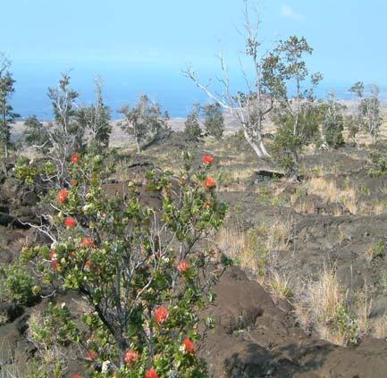 Trail assigned as barren lava,