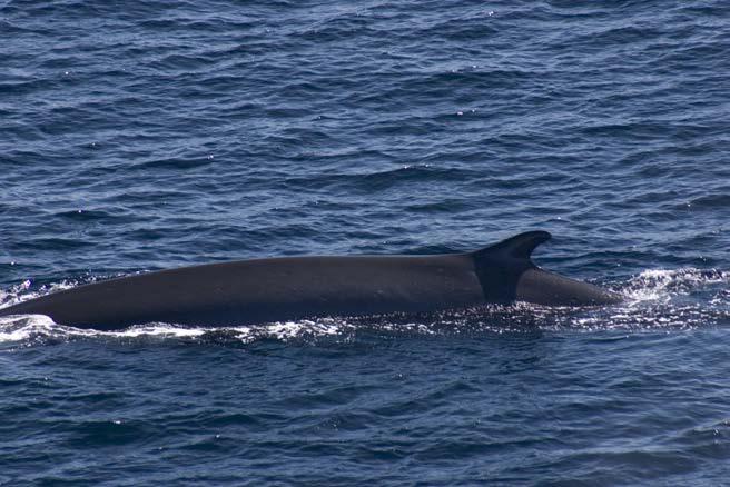 Gulf of Alaska fin whale calling behavior studied