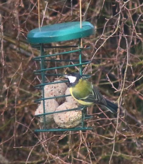 This great tit (as pictured) has the fat balls to itself at the moment and clings on to the bars for its meal. The smaller long tailed tits can get inside and stand on the balls to feed.