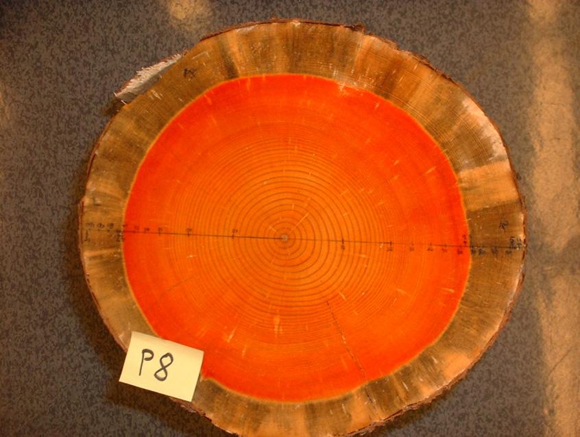 The cross sectional face was sanded smooth to enable the mapping of the growth rings.