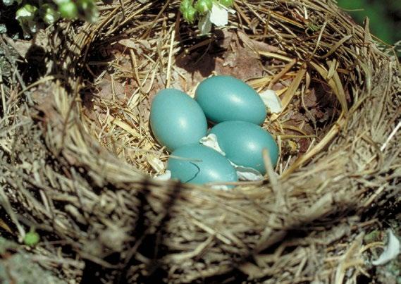 Eggs & baby birds Janet Heintz ROBIN S-EGG BLUE: Four precious eggs rest in an American Robin s bowl-shaped nest. Why are birds eggs different colors? Egg colors act as camouflage.