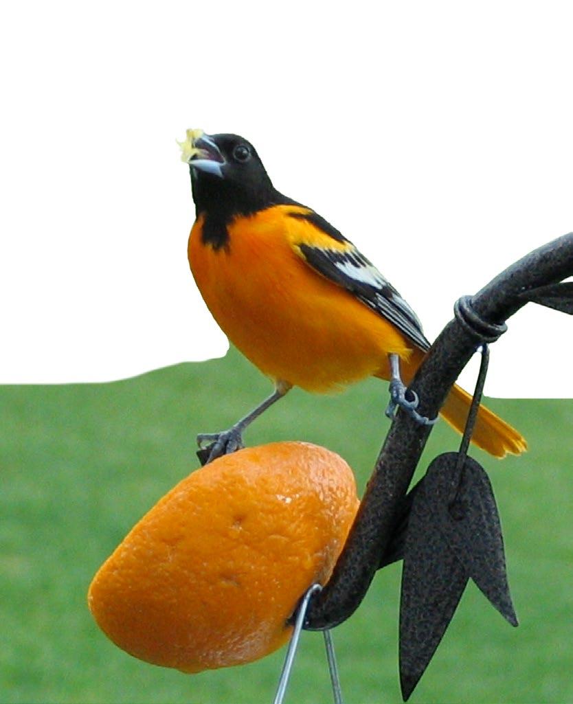 nectar, and grape jelly. Each is easy to offer. Oranges. Simply slice the fruit in half and impale it, fleshy side out, in a place where the birds can see it.