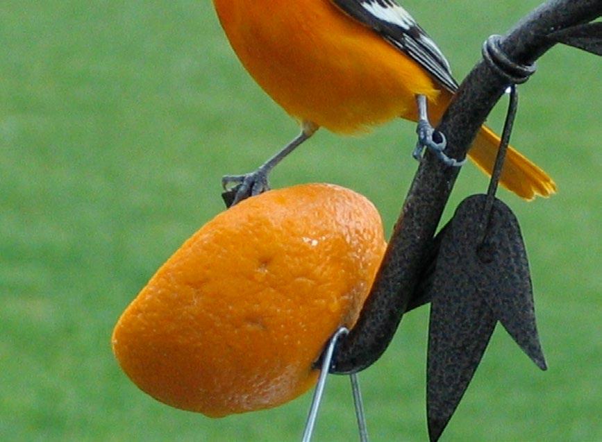 Put your oranges on visible fence posts, shepherd s hooks, decks, and fruit feeders. Nectar.