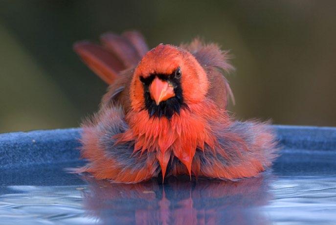Water BATHING BEAUTY: A Northern Cardinal luxuriates in a backyard bath. Robert Strickland What features do birds look for in birdbaths?