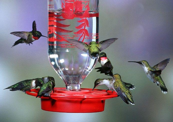 Hummingbirds When should I put up my hummingbird feeders? Feeders should be out before you see your first hummingbird of the season.