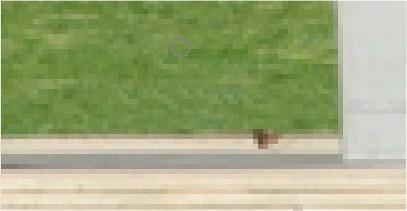 Click the cursor two or three times over the girl s feet, which will be replaced by the sample of grass you collected.
