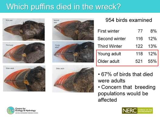 Possible to age puffins over the first few years on the basis of grooves on the bill.