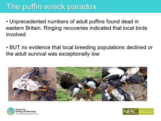 So we seem to have a paradox following exceptionally severe weather unprecedented numbers of puffins found dead in eastern Britain in March 2013.