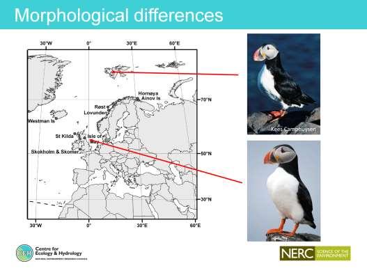 Puffins we re familiar with in the UK look very similar to those in Norway.