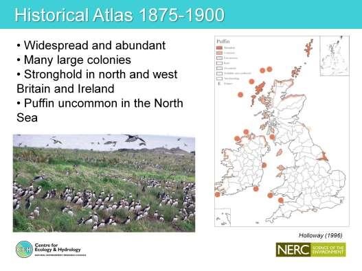 Also worth taking a long term view about how puffin abundance and distribution has changed over time.