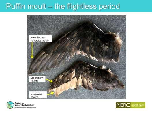 Moult all wing feathers simultaneously unable to fly. Vulnerable to food shortages, oiling etc.