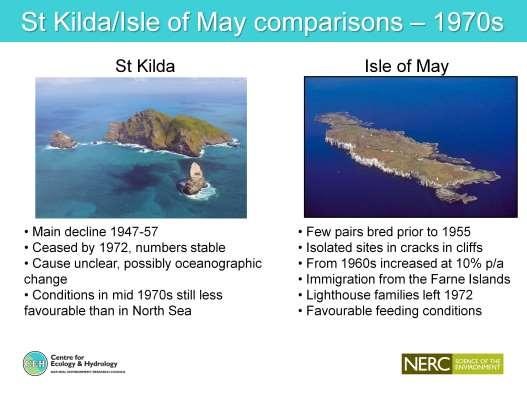 Intensive work ended in 1979 Puffins doing much better on IOM than St Kilda higher breeding success, higher quality food but catastrophic decline on St Kilda seemed to be over.