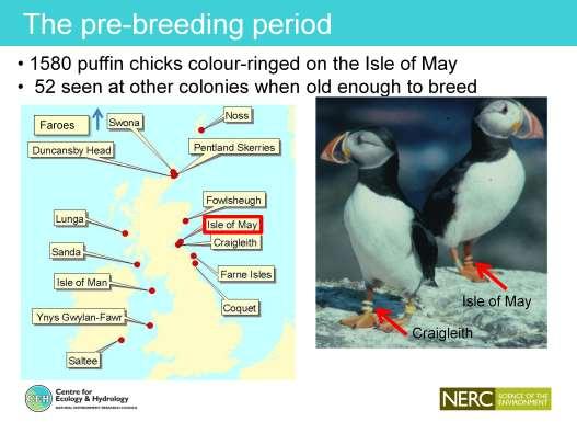 In the intensive period of the puffin work in the 1970s ringed large numbers of puffin chicks with colour rings with different colours for different colonies.