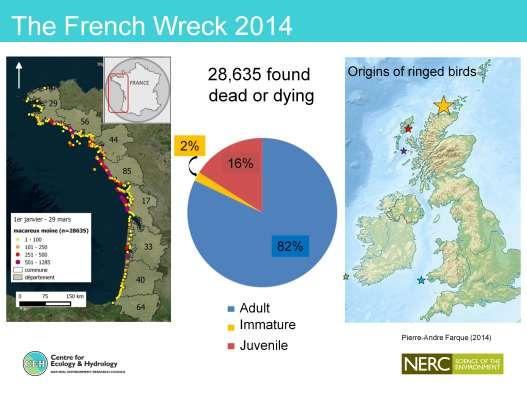 Approx 4600 birds involved in the North Sea wreck and this was the largest number ever recorded dying.