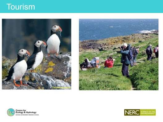 Ironically fact that puffins so popular can also potentially pose a threat at some colonies that get a lot of visitors.