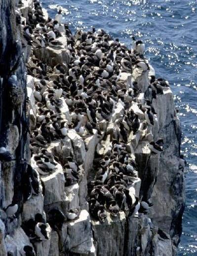 Guillemot counts converting birds to pairs 1.0 Correction factor = pairs/birds 0.9 0.8 0.7 0.6 0.