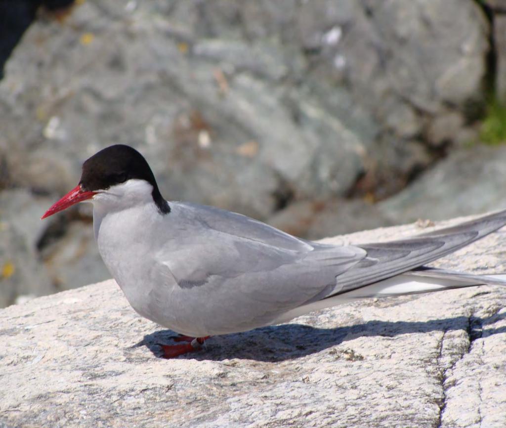 Besides puffins Common Tern