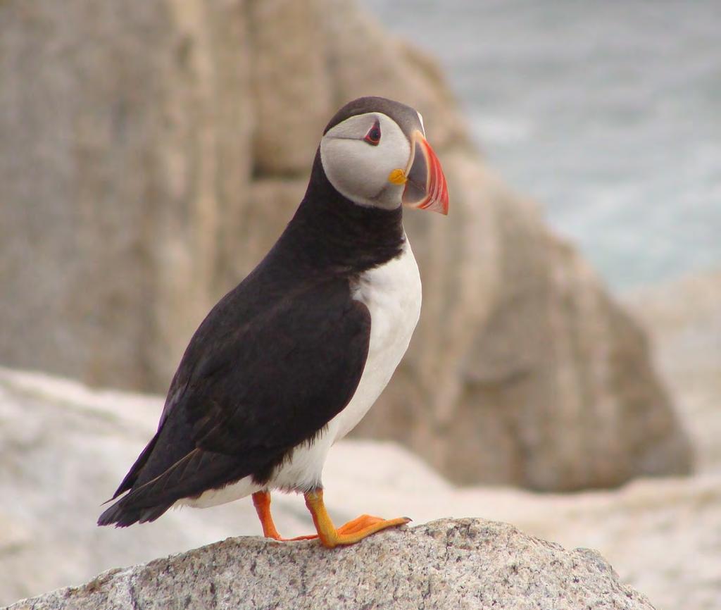 Things to consider Puffins go to sea for at least and up to four years Breeding age is