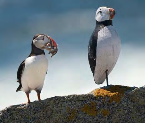 A tale of two puffins Real puffins