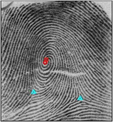 (a) (b) (c) Figure 2. Estimation of fingerprint ridge orientation field. (a) a fingerprint image and its delta and core points.