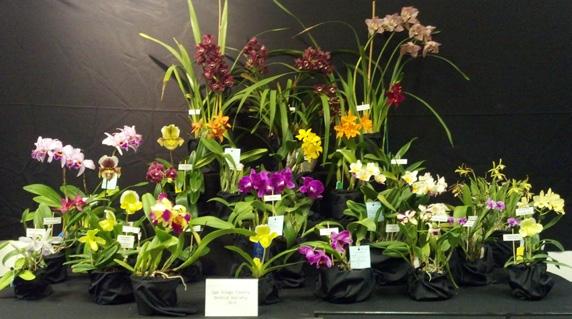 Orchids can be brought in from 1:00 p.m. to 2:00 p.m., the earlier the better.