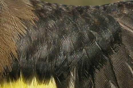 male (20- IV); bottom