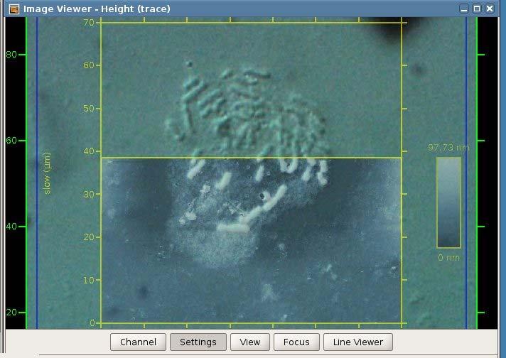 Start an AFM scan, low resolution (256 x 256 pixels) is sufficient. Select the optical image in the Scan List.