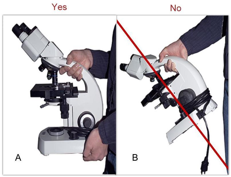 #1 You will be working in groups of 3 or 4. Here s a job for each person to get ready: 1. Select a person to be in charge of using the microscope.