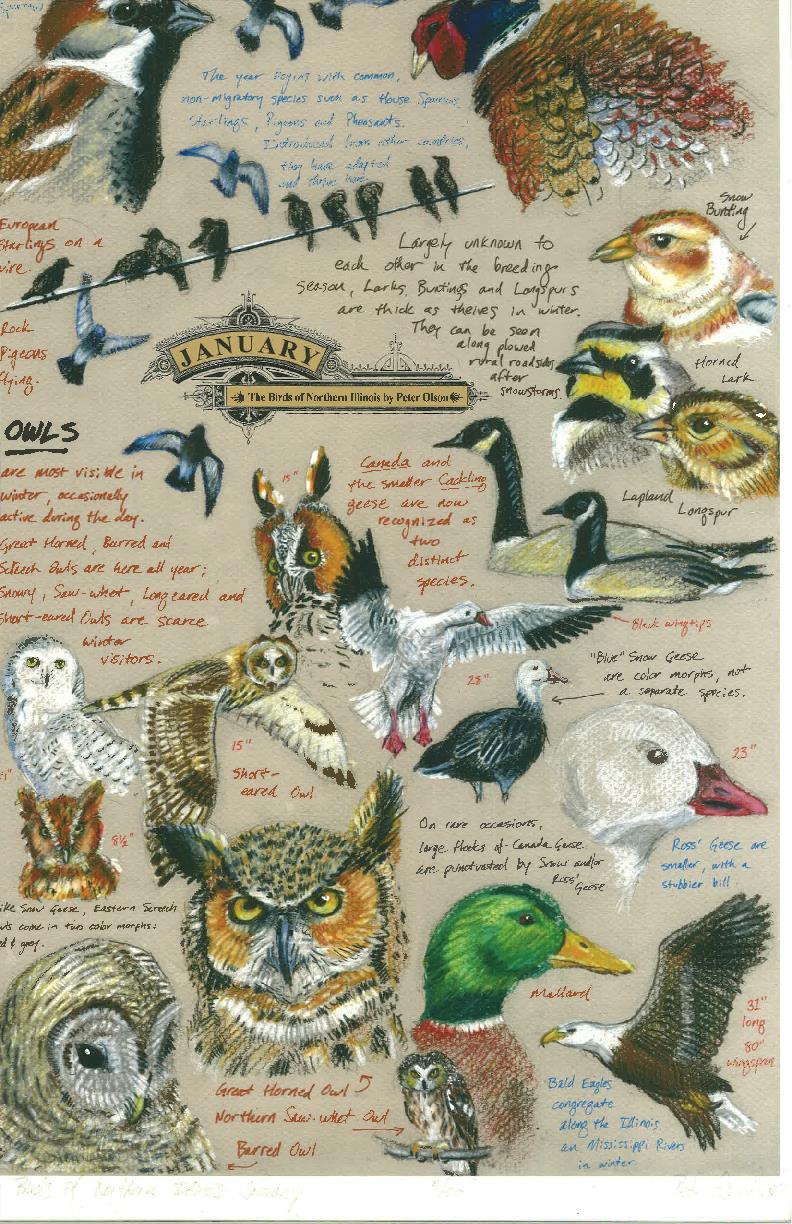 Local Artist and birder Peter Olson and his January Birds