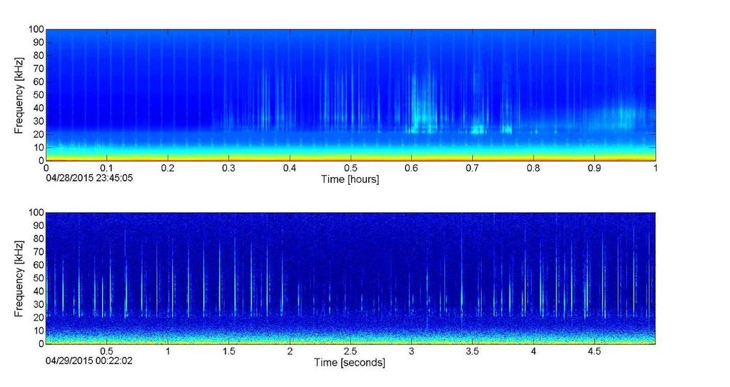 Figure 21. Risso s dolphin clicks in LTSA (top) and spectrogram (bottom). Figure 22.