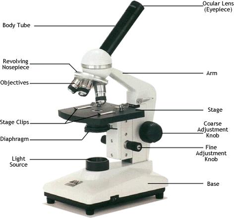 2. COMPOUND MICROSCOPE Compound microscope is used to obtain the magnified images of small objects near the observer.