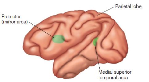 Effect of Lesioning and Microstimulation In addition to the MT cortex, medial superior temporal (MST) area is the other one involved in motion perception.