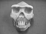 Prepared by Bill Hemphill 3 Australopithecine Family (7 types) 5 to 1.