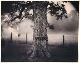 Scarred Tree (1996).