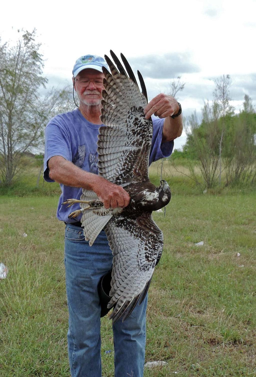 Bill Clark is authorized by the Federal Government to trap and band Raptors. He had traps containing live mice or sparrows set up.